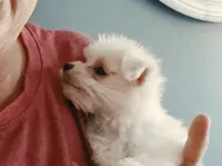 AKC Izzy's B1, a male Maltese for sale in Clarksville, AR – 4 of 6