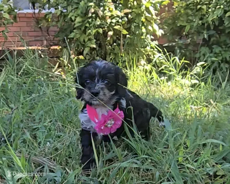 Grace Ann – Cockapoo, Poodle - Toy  puppy for sale in Clarksville, AR
