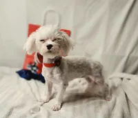 AKC Tiny Luv Bug, a female Maltese for sale in Clarksville, AR – 7 of 10