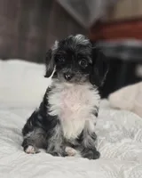 Itty Bitty, a female Cockapoo and Poodle - Miniature  for sale in Clarksville, AR – 8 of 10