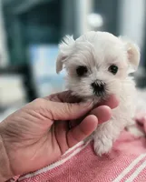 Paris- AKC Tiny Girl , a female Maltese for sale in Clarksville, AR – 7 of 9
