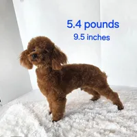 AKC Red Poodles , a male Poodle - Toy  for sale in Clarksville, AR – Photo 2 of 3