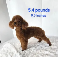 AKC Red Poodles , a  Poodle - Toy  for sale in Clarksville, AR – Photo 2 of 2