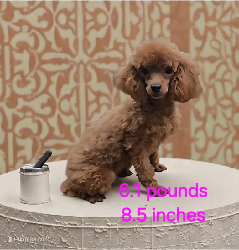 AKC Red Poodles 