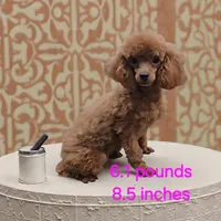 AKC Red Poodles , a male Poodle - Toy  for sale in Clarksville, AR – Photo 3 of 3