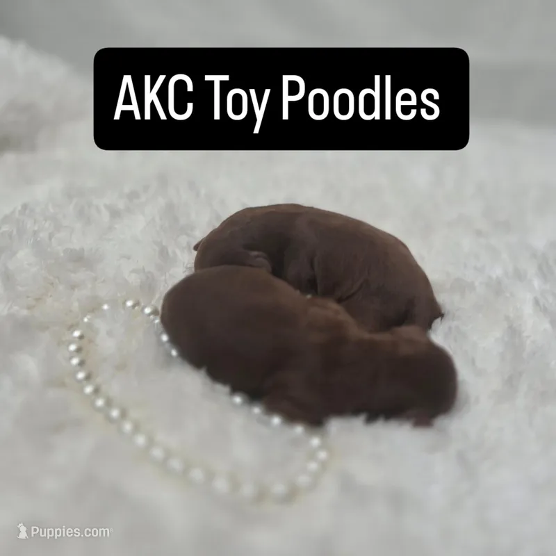 AKC Red Poodles  – Poodle - Toy  puppy for sale in Clarksville, AR