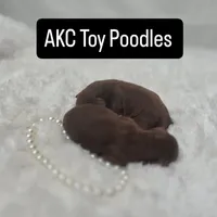 AKC Red Poodles , a male Poodle - Toy  for sale in Clarksville, AR – Photo 1 of 3