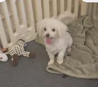 Blossom- Has overbite- PET ONLY , a female Maltese for sale in Clarksville, AR – 2 of 4