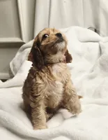 Ruby Rose, a female Cockapoo and Poodle - Toy  for sale in Clarksville, AR – 2 of 10