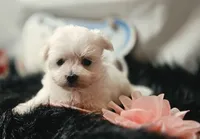 AKC Izzy's Girl , a female Maltese for sale in Clarksville, AR – 4 of 8