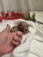 AKC Tiny Ginger, a female Poodle - Toy  for sale in Clarksville, AR – 8 of 9