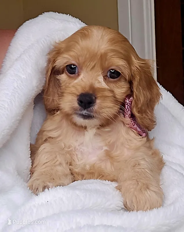 Ruby Rose – Cockapoo, Poodle - Toy  puppy for sale in Clarksville, AR