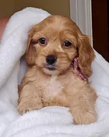 Ruby Rose, a female Cockapoo and Poodle - Toy  for sale in Clarksville, AR – 1 of 10