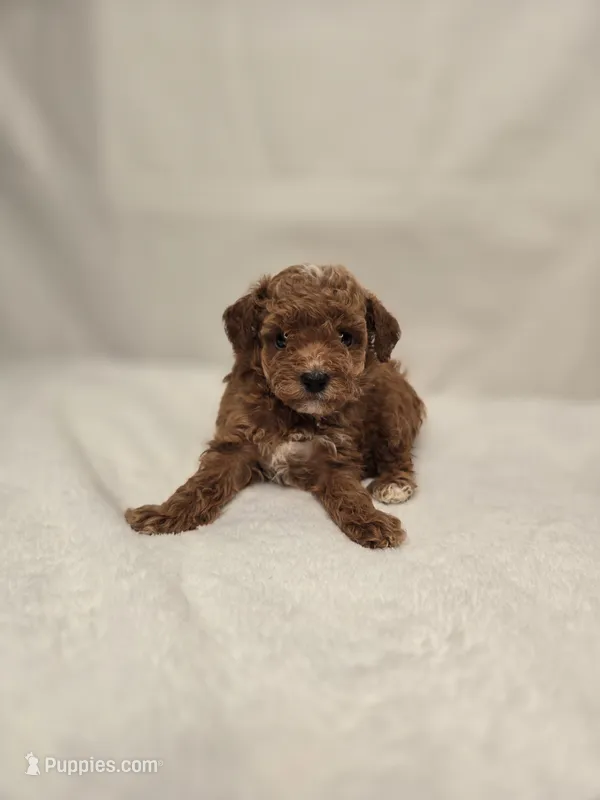 AKC Red Ruby  – Poodle - Toy  puppy for sale in Clarksville, AR