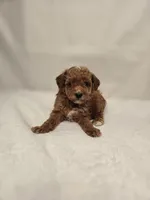 AKC Red Ruby , a female Poodle - Toy  for sale in Clarksville, AR – 1 of 8