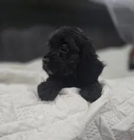 Ebony, a female Cockapoo and Poodle - Miniature  for sale in Clarksville, AR – 2 of 10