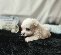 AKC Izzy's B2, a male Maltese for sale in Clarksville, AR – 2 of 8