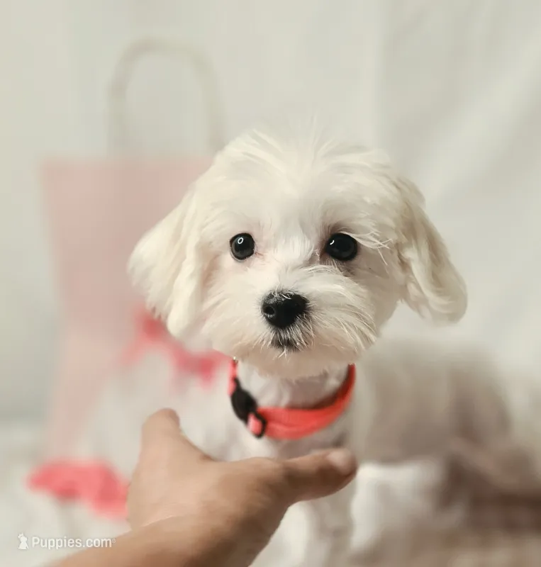 Peaches - AKC – Maltese puppy for sale in Clarksville, AR