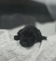 Ebony, a female Cockapoo and Poodle - Miniature  for sale in Clarksville, AR – 5 of 10