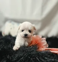 AKC Izzy's Girl , a female Maltese for sale in Clarksville, AR – 5 of 8