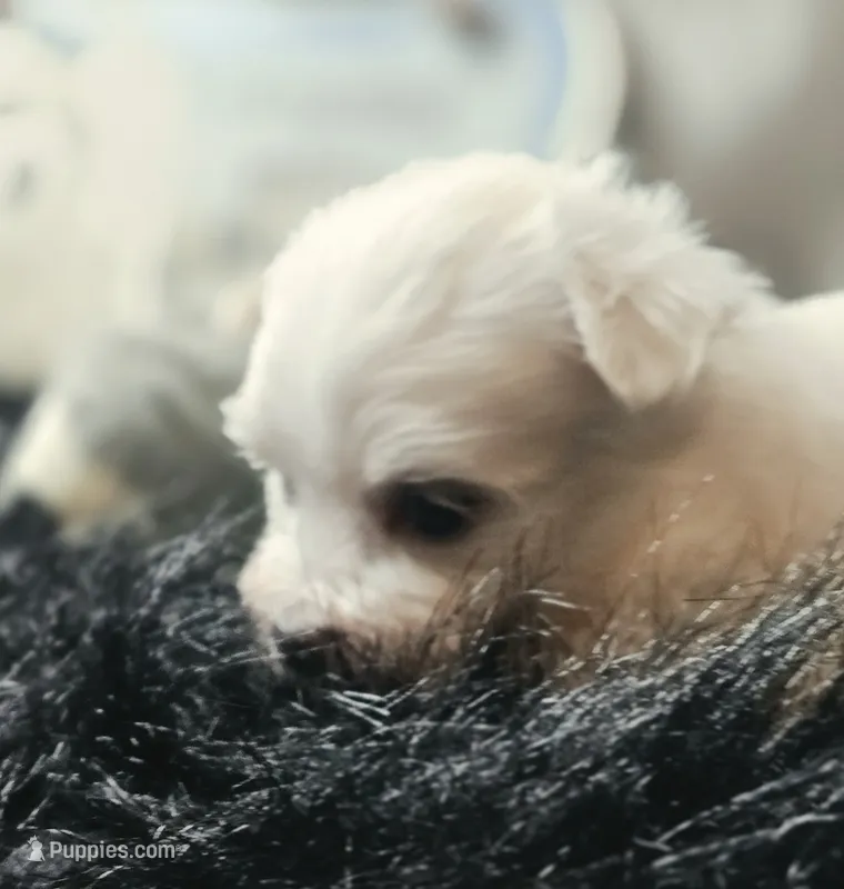 AKC Izzy's B1 – Maltese puppy for sale in Clarksville, AR