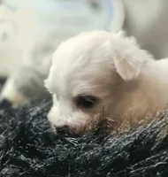 AKC Izzy's B1, a male Maltese for sale in Clarksville, AR – 1 of 7