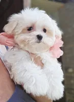 Peaches - AKC, a female Maltese for sale in Clarksville, AR – 3 of 6