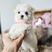 AKC Sweetie's Girl 1, a female Maltese for sale in Clarksville, AR – Photo 7 of 9