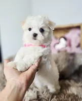 AKC Sweetie's Girl 1, a female Maltese for sale in Clarksville, AR – Photo 7 of 9