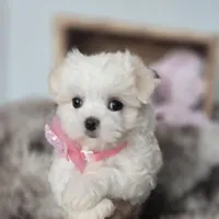 AKC Sweetie's Girl 1, a female Maltese for sale in Clarksville, AR – Photo 3 of 9