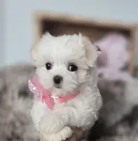 AKC Sweetie's Girl 1, a female Maltese for sale in Clarksville, AR – Photo 3 of 9