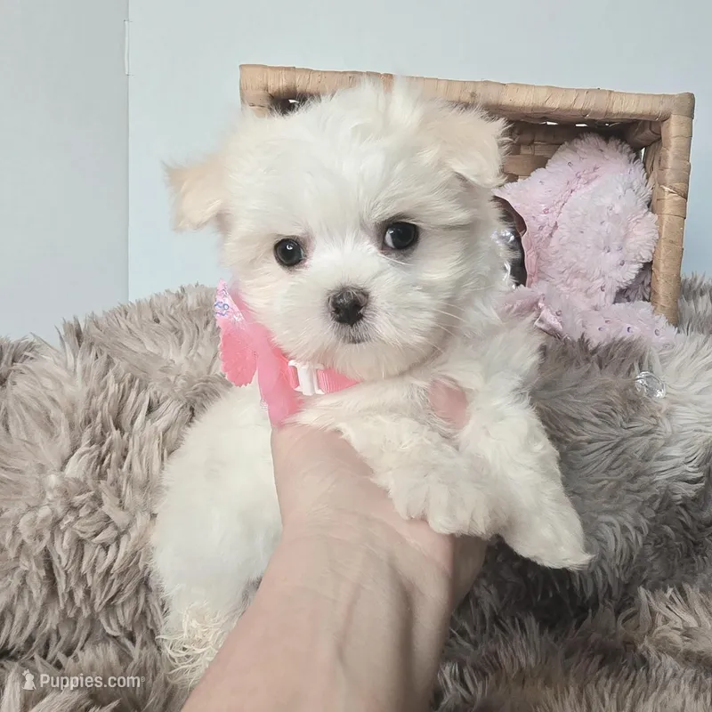 AKC Sweetie's Girl 1