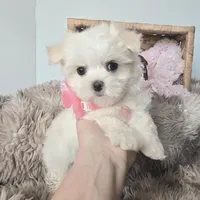 AKC Sweetie's Girl 1, a female Maltese for sale in Clarksville, AR – Photo 1 of 9