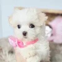 AKC Sweetie's Girl 1, a female Maltese for sale in Clarksville, AR – Photo 6 of 9