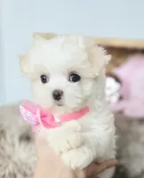 AKC Sweetie's Girl 1, a female Maltese for sale in Clarksville, AR – Photo 6 of 9