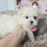 AKC Sweetie's Girl 1, a female Maltese for sale in Clarksville, AR – Photo 2 of 9