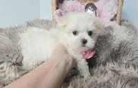 AKC Sweetie's Girl 1, a female Maltese for sale in Clarksville, AR – Photo 2 of 9