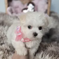 AKC Sweetie's Girl 1, a female Maltese for sale in Clarksville, AR – Photo 4 of 9