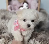 AKC Sweetie's Girl 1, a female Maltese for sale in Clarksville, AR – Photo 4 of 9