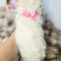 AKC Sweetie's Girl 1, a female Maltese for sale in Clarksville, AR – Photo 8 of 9