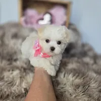 AKC Sweetie's Girl 1, a female Maltese for sale in Clarksville, AR – Photo 9 of 9