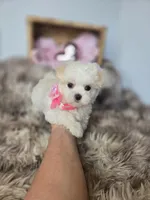 AKC Sweetie's Girl 1, a female Maltese for sale in Clarksville, AR – Photo 9 of 9