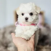 AKC Sweetie's Girl 1, a female Maltese for sale in Clarksville, AR – Photo 5 of 9