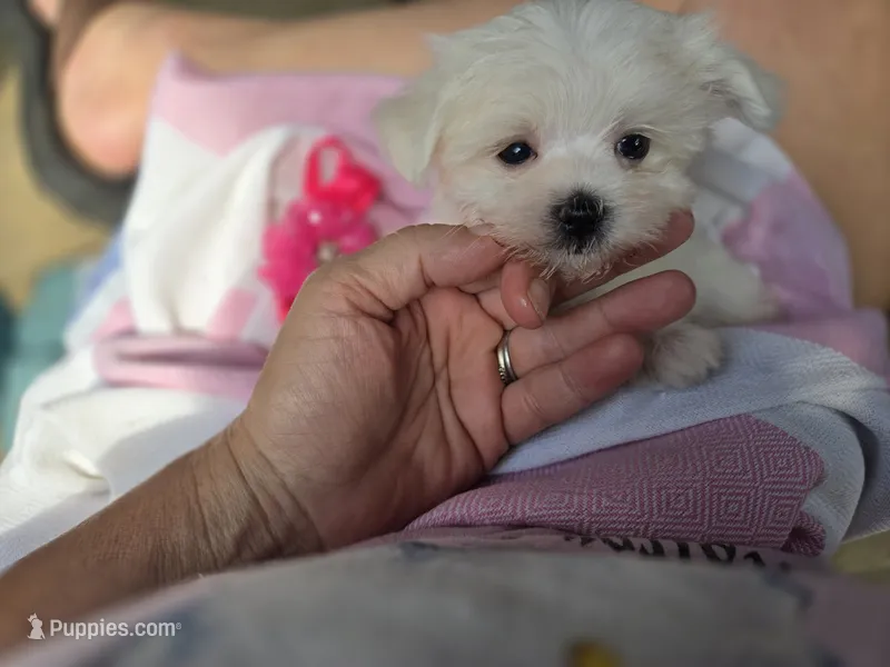 AKC Izzy's Girl  – Maltese puppy for sale in Clarksville, AR