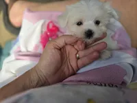 AKC Izzy's Girl , a female Maltese for sale in Clarksville, AR – 1 of 5