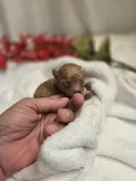 AKC Tiny Ginger, a female Poodle - Toy  for sale in Clarksville, AR – 7 of 9