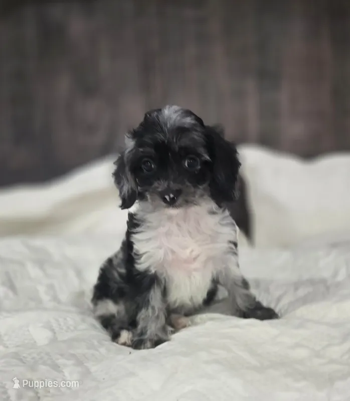 Itty Bitty – Cockapoo, Poodle - Miniature  puppy for sale in Clarksville, AR