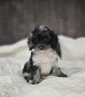 Itty Bitty, a female Cockapoo and Poodle - Miniature  for sale in Clarksville, AR – 1 of 10