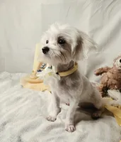 Blossom- Has overbite , a female Maltese for sale in Clarksville, AR – 4 of 10