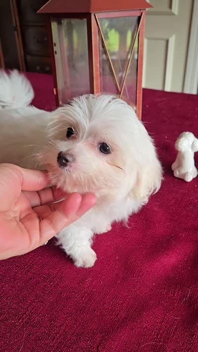 Blossom- Has overbite , a female Maltese for sale in Clarksville, AR – 8 of 8